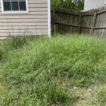 Overgrowth fee needed. Most of the yard was 12-24" tall.